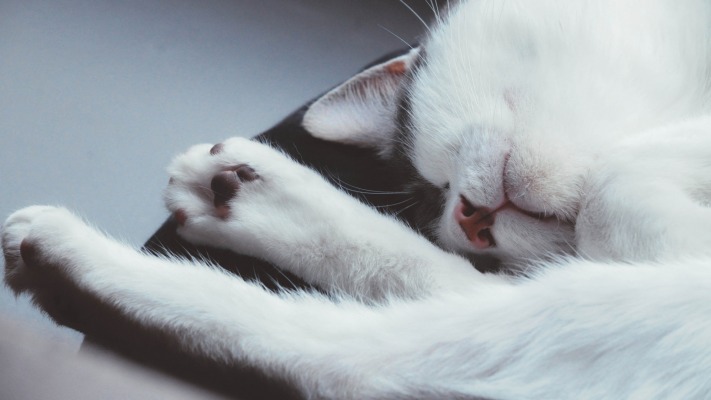 Cats. Desktop wallpaper