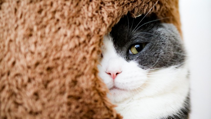 Cats. Desktop wallpaper