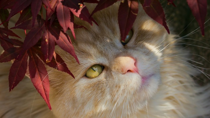 Cats. Desktop wallpaper