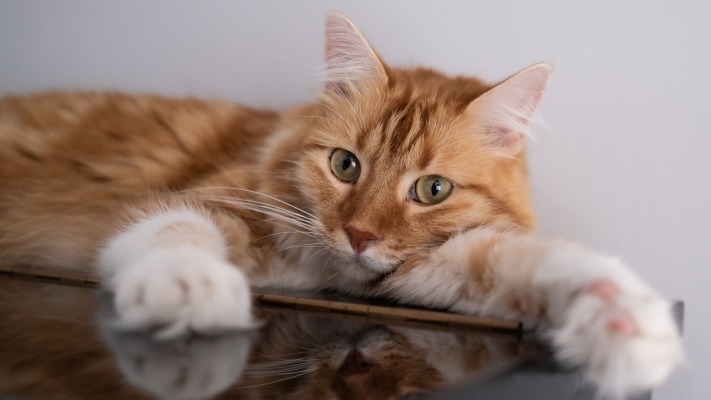 Cats. Desktop wallpaper