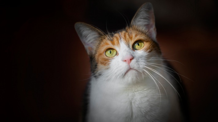 Cats. Desktop wallpaper