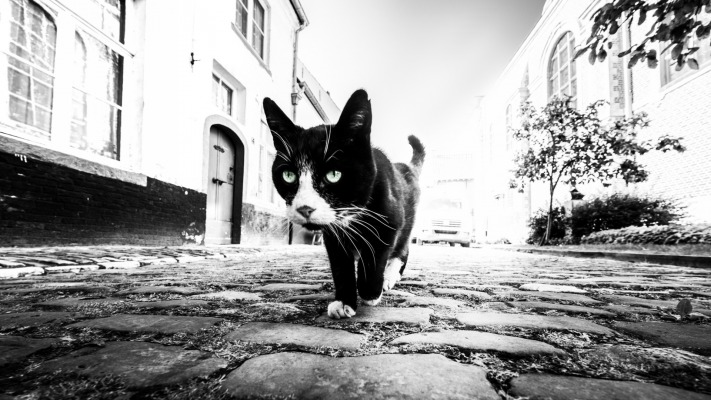 Cats. Desktop wallpaper