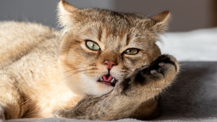 Cats. Desktop wallpaper