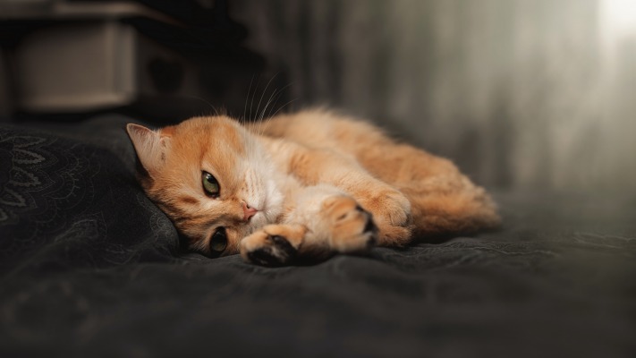 Cats. Desktop wallpaper