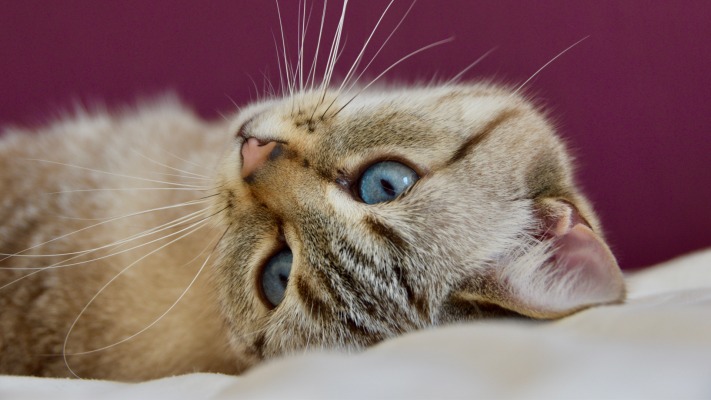 Cats. Desktop wallpaper