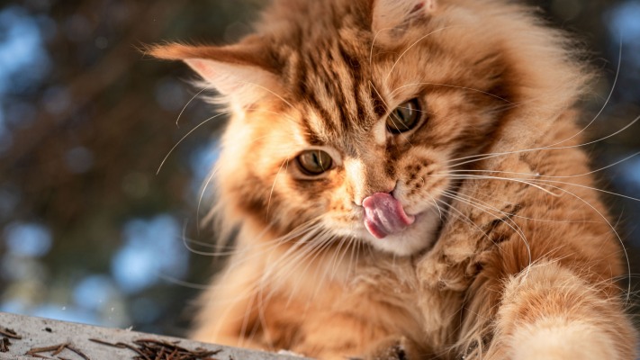 Cats. Desktop wallpaper