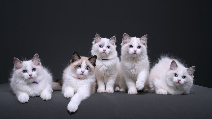 Cats. Desktop wallpaper