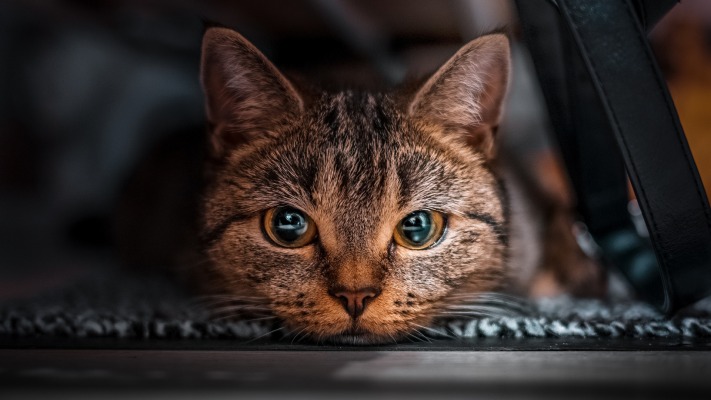 Cats. Desktop wallpaper