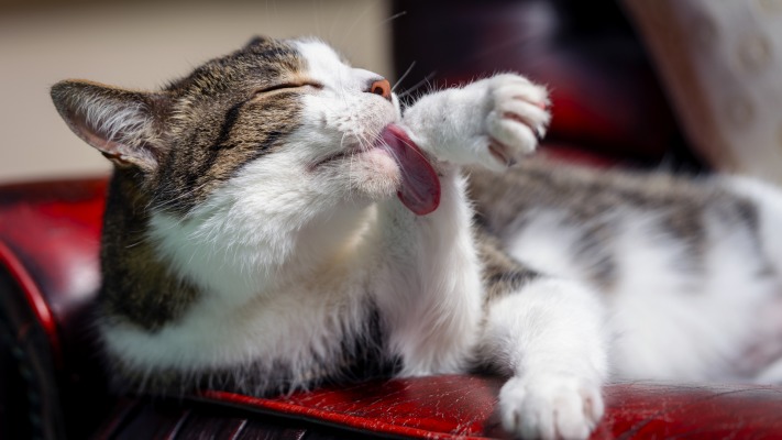 Cats. Desktop wallpaper