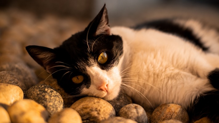 Cats. Desktop wallpaper