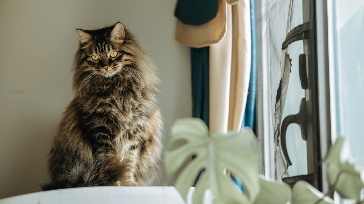 Cats. Desktop wallpaper