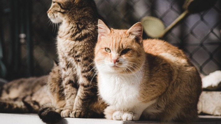 Cats. Desktop wallpaper