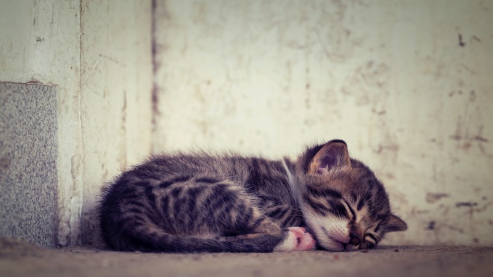 Cats. Desktop wallpaper