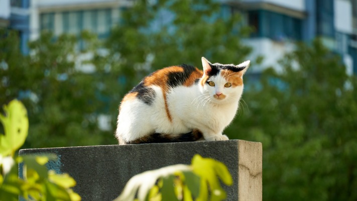 Cats. Desktop wallpaper