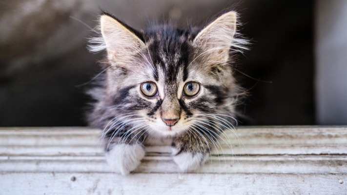 Cats. Desktop wallpaper