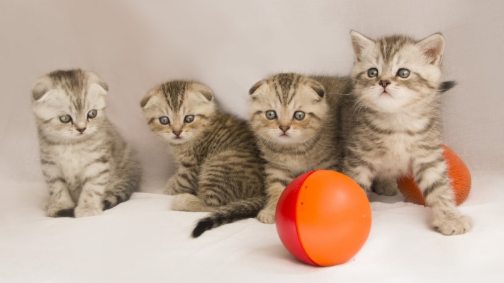 Cats. Desktop wallpaper