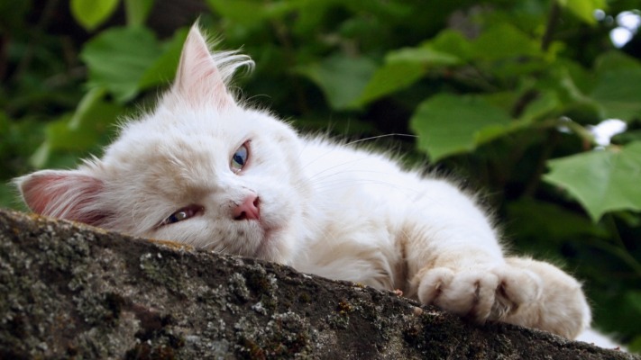 Cats. Desktop wallpaper