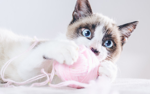 Cats. Desktop wallpaper