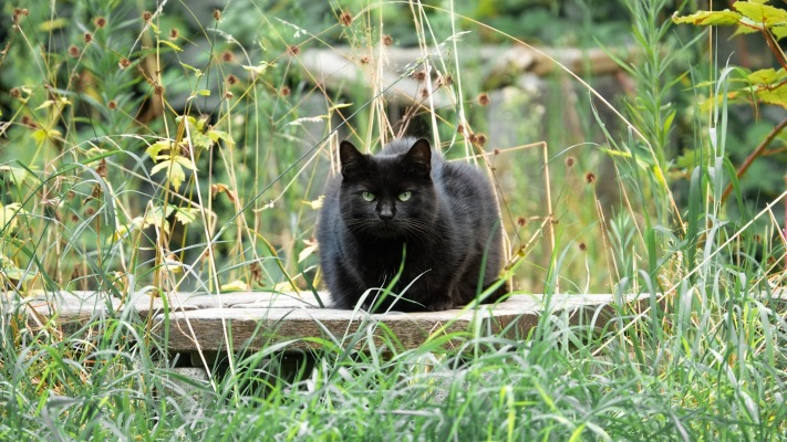 Cats. Desktop wallpaper