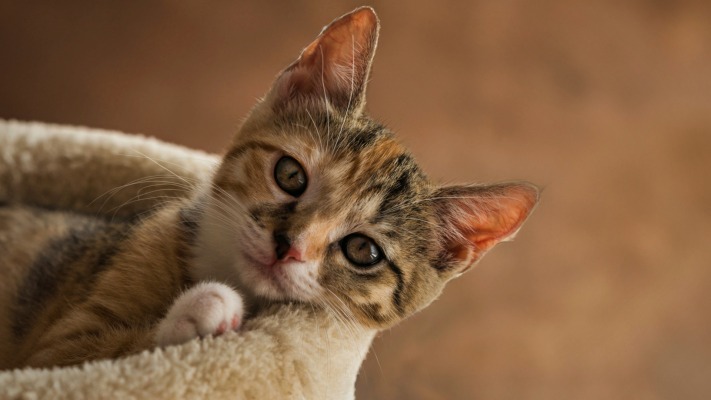 Cats. Desktop wallpaper