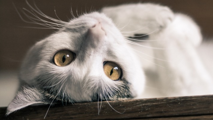 Cats. Desktop wallpaper