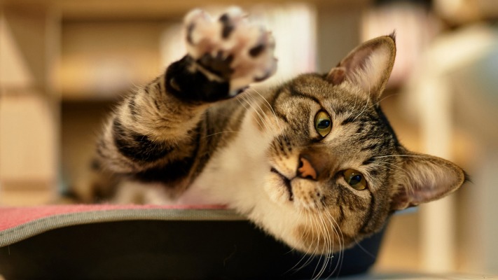 Cats. Desktop wallpaper