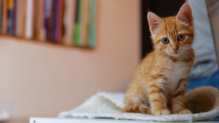 Cats. Desktop wallpaper