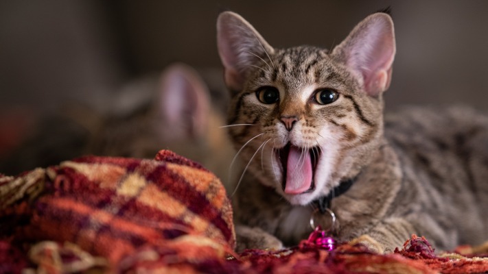 Cats. Desktop wallpaper