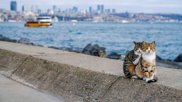 Cats. Desktop wallpaper