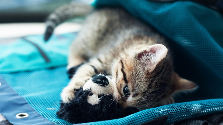 Cats. Desktop wallpaper