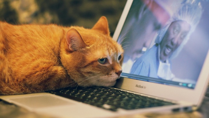 Cats. Desktop wallpaper