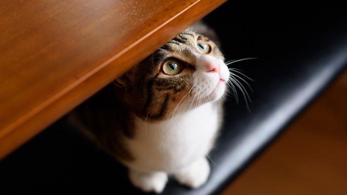 Cats. Desktop wallpaper