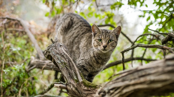 Cats. Desktop wallpaper