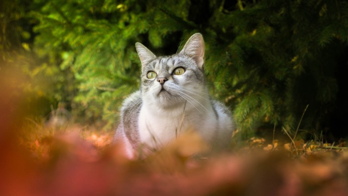 Cats. Desktop wallpaper