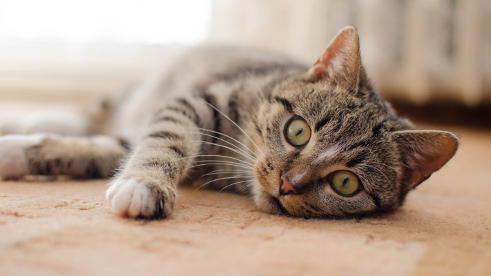 Cats. Desktop wallpaper