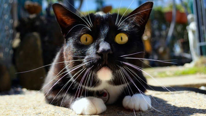 Cats. Desktop wallpaper