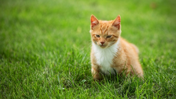 Cats. Desktop wallpaper