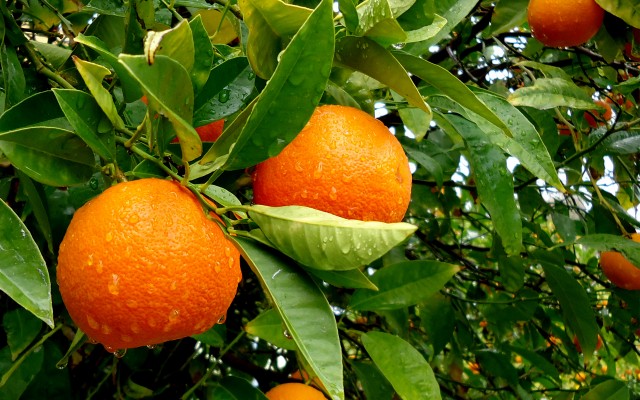 Fruits. Desktop wallpaper