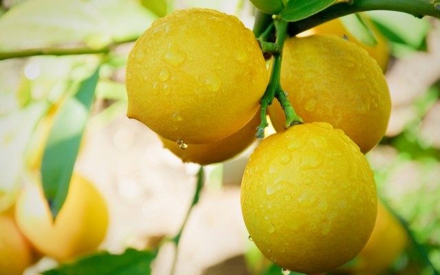 Fruits. Desktop wallpaper