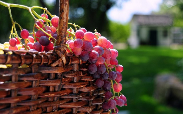 Fruits. Desktop wallpaper
