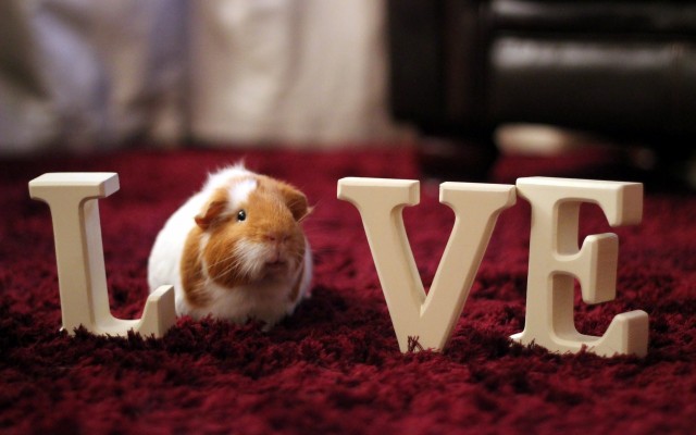 Love. Desktop wallpaper