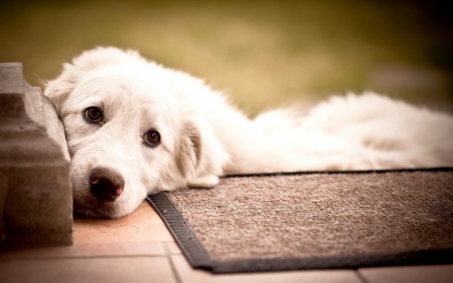 Dogs. Desktop wallpaper