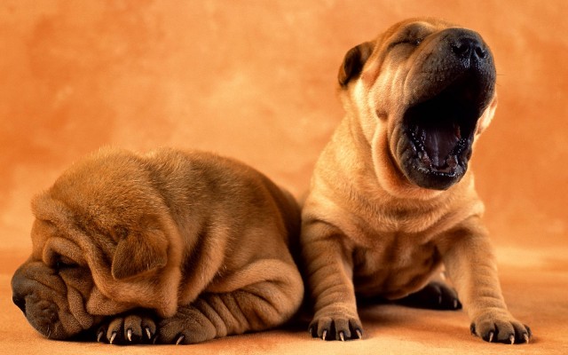 Dogs. Desktop wallpaper