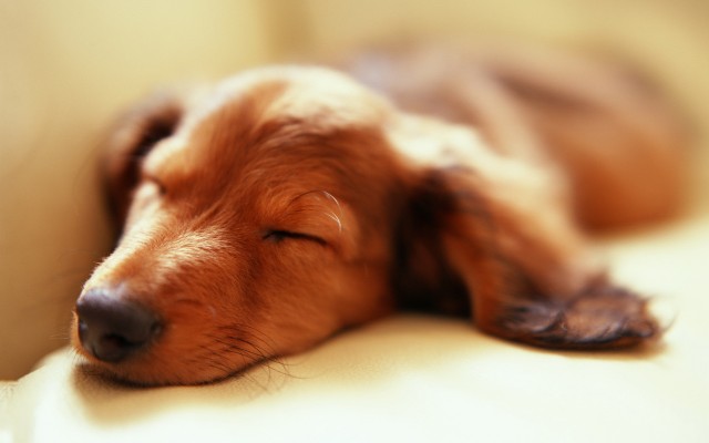 Dogs. Desktop wallpaper