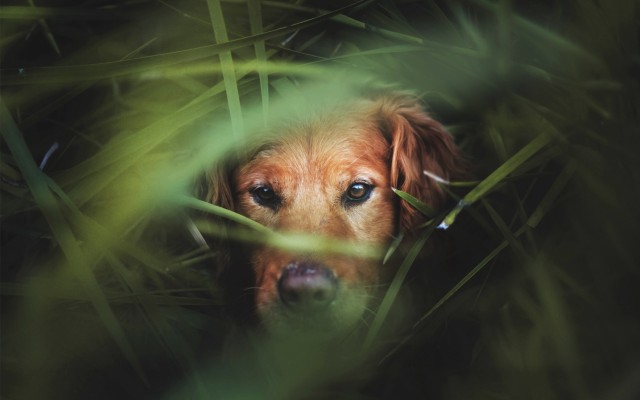 Dogs. Desktop wallpaper