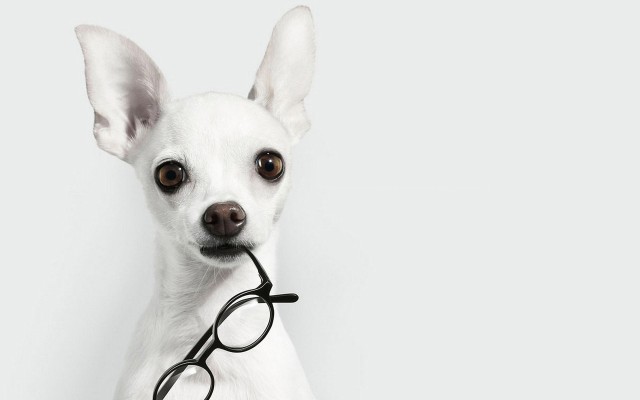 Dogs. Desktop wallpaper