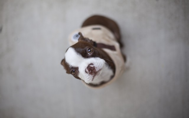 Dogs. Desktop wallpaper