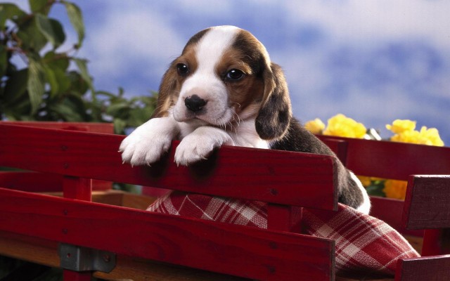 Dogs. Desktop wallpaper