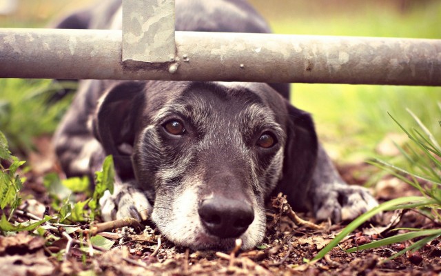 Dogs. Desktop wallpaper