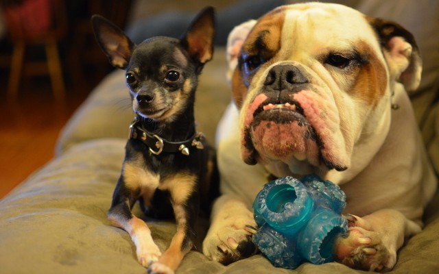 Dogs. Desktop wallpaper